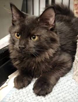 Rescue Domestic Long Hair Cats for Adoption in Sprakers, New York - Sk8er | PetCurious