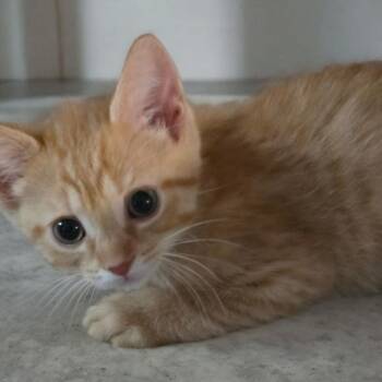 CHEEZIT -  Domestic Short Hair Cat Available for Adoption - CHEEZIT | PetCurious