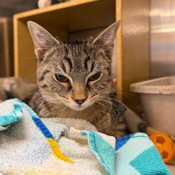 Domestic Short Hair Cats Available for Adoption in Overland Park, Kansas - Shere Khan | PetCurious