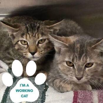 Tourmaline -  Domestic Short Hair Cat for Adoption in Dubuque, Iowa - Tourmaline | PetCurious