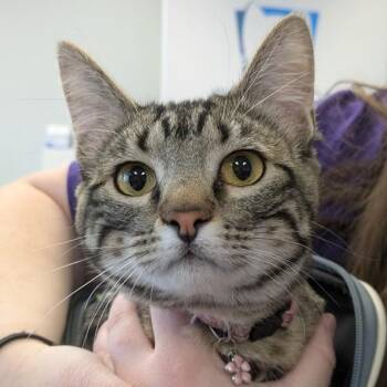 Domestic Short Hair and Manx Cats Available for Adoption in Des Moines, Iowa - Jewels | PetCurious