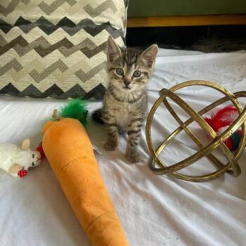 Domestic Short Hair Cats Available for Adoption in Hudson, New York - Crockett | PetCurious