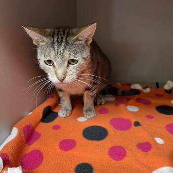 Mariposa -  Domestic Short Hair Cat for Adoption in Sarasota, Florida - Mariposa | PetCurious