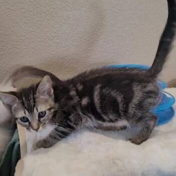 Rescue Tabby and Domestic Short Hair Cats for Adoption in Escalon, California - SHELBY GT | PetCurious