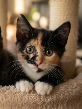 Tulip -  Domestic Short Hair Cat for Adoption in Fort Myers, Florida - Tulip | PetCurious