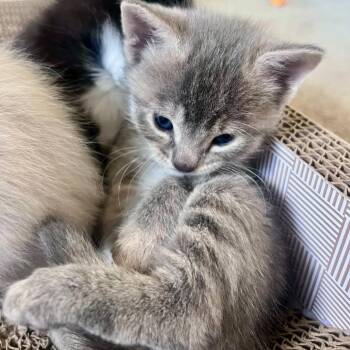 Domestic Short Hair Cats Available for Adoption in Eagle Mountain, Utah - Wasabi Tate | PetCurious