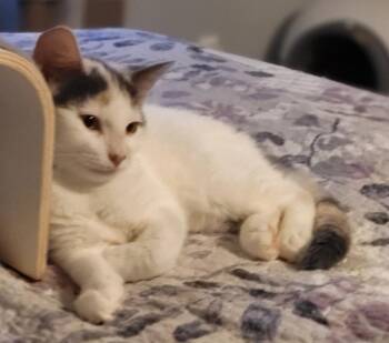 Taleena -  Domestic Medium Hair Cat for Adoption in Bloomington, Indiana - Taleena | PetCurious