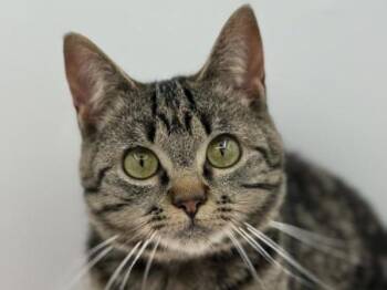 Ranae -  Domestic Short Hair Cat for Adoption in Portland, Oregon - Ranae | PetCurious