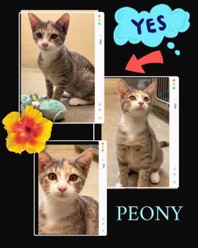 Peony -  Calico Cat for Adoption in Rensselaer, Indiana - Peony | PetCurious