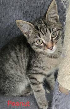 Rescue Domestic Short Hair Cats for Adoption in Greene, New York - Peanut | PetCurious