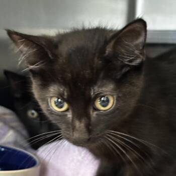 Drop -  Domestic Short Hair Cat for Adoption in Chicago, Illinois - Drop | PetCurious