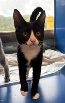 RHODA -  Domestic Short Hair Cat for Adoption in Westminster, Maryland - RHODA | PetCurious