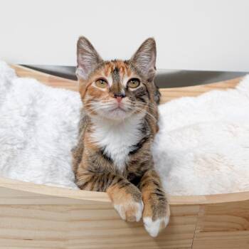 Marigold -  Domestic Short Hair Cat for Adoption in New Orleans, Louisiana - Marigold | PetCurious
