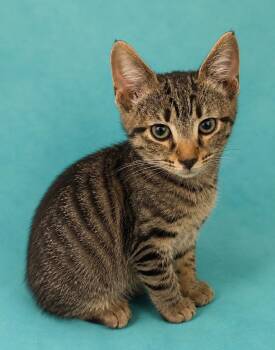 Clyde -  Domestic Short Hair Cat for Adoption in Columbia, Tennessee - Clyde | PetCurious