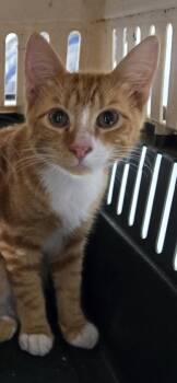 Squash 1490-26 -  Domestic Short Hair Cat for Adoption in Cumming, Georgia - Squash 1490-26 | PetCurious