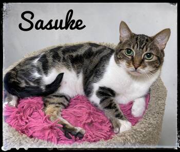 Sasuke -  Domestic Short Hair Cat for Adoption in El Cajon, California - Sasuke | PetCurious