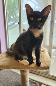 Ralph -  Domestic Short Hair Cat for Adoption in Hudson, New Hampshire - Ralph | PetCurious