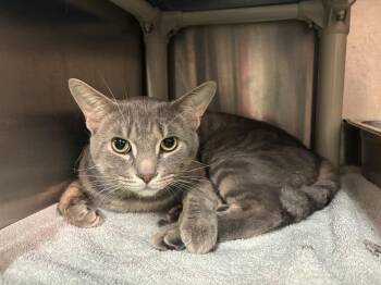 Asher CS-216/26 -  Domestic Short Hair Cat for Adoption in Burlington, Ontario - Asher CS-216/26 | PetCurious