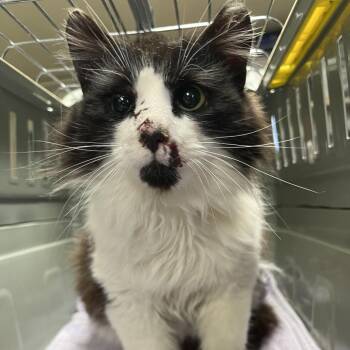 Domestic Medium Hair Cats Available for Adoption - BLESSYN | PetCurious