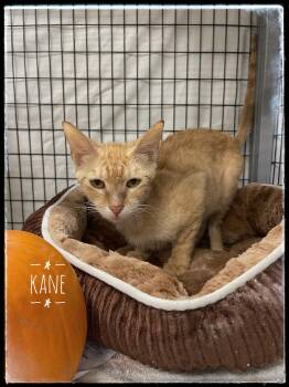 Rescue Tabby Cats for Adoption in Sebring, Florida - Kane | PetCurious