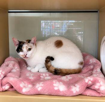 Crumbel -  Domestic Short Hair Cat for Adoption in Fort Lupton, Colorado - Crumbel | PetCurious