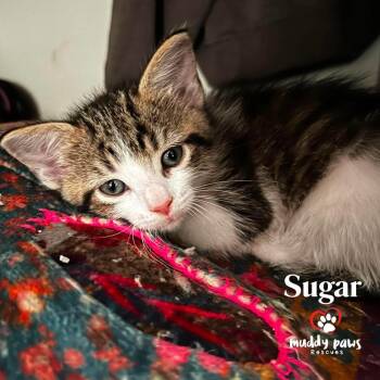 Porch Swing: Sugar -  Domestic Short Hair Cat for Adoption in Council Bluffs, Iowa - Porch Swing: Sugar | PetCurious