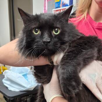 Blaze -  Domestic Medium Hair Cat for Adoption in Cleveland, Mississippi - Blaze | PetCurious