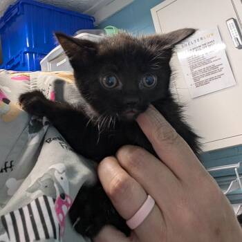 Domestic Short Hair Cats Available for Adoption in Jefferson City, Tennessee - Twin 1 | PetCurious
