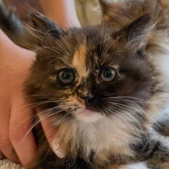 Pumpkin -  Calico and Domestic Long Hair Cat Available for Adoption in Knoxville, Tennessee - Pumpkin | PetCurious