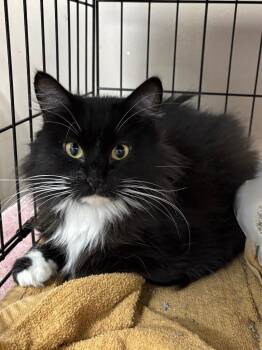 Ava -  Domestic Medium Hair Cat for Adoption in Little Rock, Arkansas - Ava | PetCurious