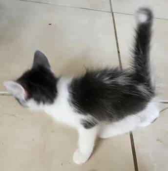 Frosty -  Domestic Long Hair Cat for Adoption in Montgomery, Texas - Frosty | PetCurious