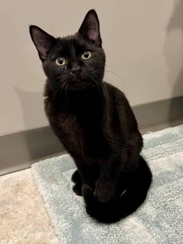 Domestic Short Hair Cats Available for Adoption - Knox | PetCurious
