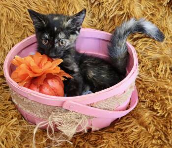 Rescue Tortoiseshell Cats for Adoption in St. Augustine, Florida - Persimmon | PetCurious
