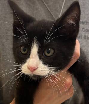 Rescue Domestic Short Hair Cats for Adoption in Elizabethton, Tennessee - FANG | PetCurious