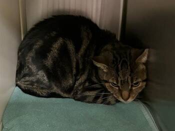 MOE -  Domestic Short Hair Cat Available for Adoption in Colorado Springs, Colorado - MOE | PetCurious