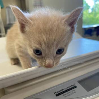 Reginald Crumb -  Domestic Short Hair Cat for Adoption in Charlottesville, Virginia - Reginald Crumb | PetCurious