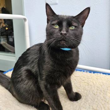 Domestic Medium Hair Cats Available for Adoption - Jade | PetCurious