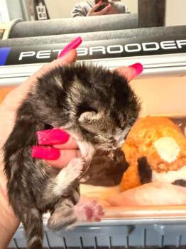Domestic Short Hair Cats Available for Adoption in Newnan, Georgia - *Zephy | PetCurious