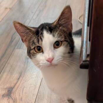 0926-77 Delwood -  Domestic Short Hair Cat for Adoption in Abingdon, Maryland - 0926-77 Delwood | PetCurious