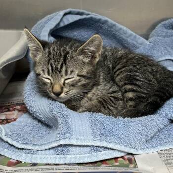 Stray - Hurdle Mills Rd 3 -  Domestic Short Hair Cat for Adoption in Roxboro, North Carolina - Stray - Hurdle Mills Rd 3 | PetCurious