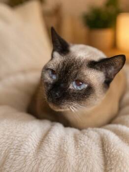 Vanya -  Siamese Cat for Adoption in Navarre, Florida - Vanya | PetCurious