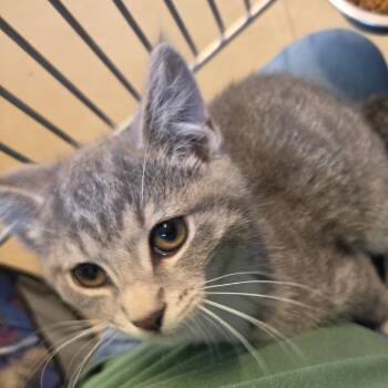 Domestic Short Hair Cats Available for Adoption in Rock Falls, Illinois - Tigress | PetCurious