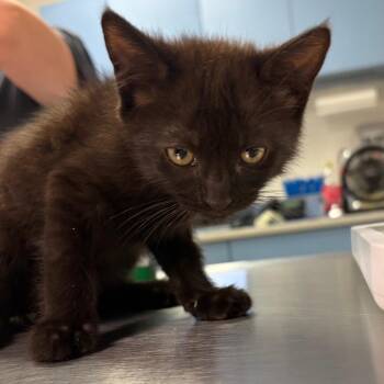 Aaron Samuels -  Domestic Long Hair Cat for Adoption in Charleston, West Virginia - Aaron Samuels | PetCurious