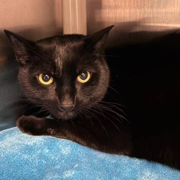 Pennywise -  Domestic Short Hair Cat for Adoption in Keizer, Oregon - Pennywise | PetCurious