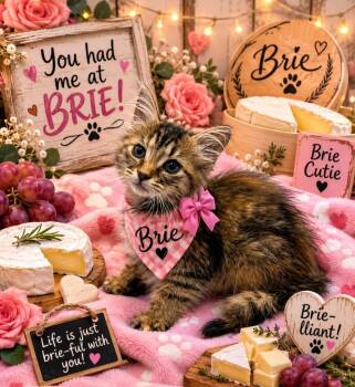 Brie -  Domestic Long Hair Cat for Adoption in Washington Court House, Ohio - Brie | PetCurious