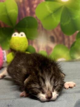 Domestic Short Hair Cats Available for Adoption in San Antonio, Texas - Baking Powder | PetCurious