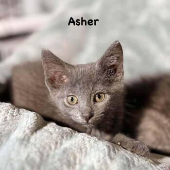 Asher -  Domestic Short Hair Cat for Adoption in South Bend, Indiana - Asher | PetCurious