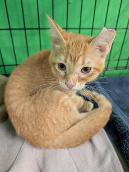 Snoop -  Domestic Short Hair Cat for Adoption in Adrian, Michigan - Snoop | PetCurious