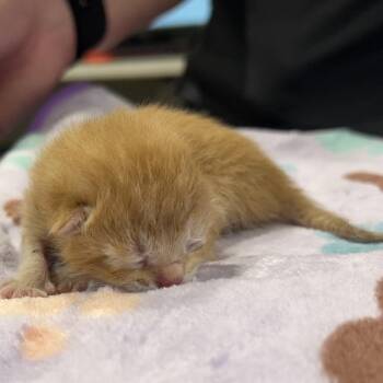 Simba -  Domestic Short Hair Cat for Adoption in Tampa, Florida - Simba | PetCurious