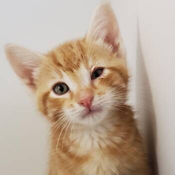 Pauly -  Domestic Short Hair Cat for Adoption in Phoenix, Arizona - Pauly | PetCurious